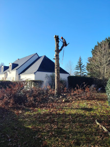 Photo de galerie - Elagage et coupe d'arbres