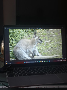 Photo de galerie - Entrain de retoucher une photo que j'ai prise au parc phénix des wallaby 