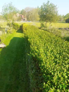 Photo de galerie - Taillage de troènes