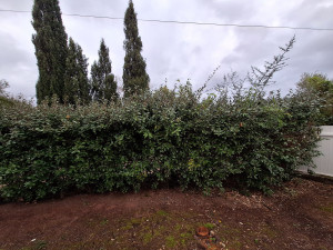 Photo de galerie - Taille de haies et d'arbustes