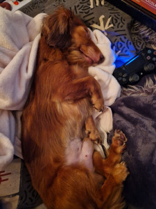 Photo de galerie - Appartement de 75 m² en centre-ville avec possibilité de faire de grandes balades, de jouer et d'avoir plein d'amour.?