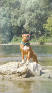 Photo de galerie - Photo animalière