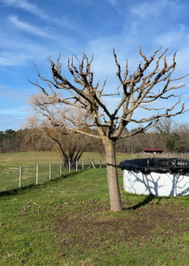 Photo de galerie - Taille en tire sève 