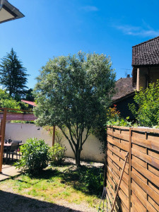 Photo de galerie - Taille de haies et d'arbustes