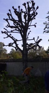 Photo de galerie - Elagage et coupe d'arbres