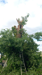 Photo de galerie - Tout proprement à 1 m 50 hauteur