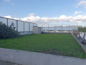 Photo de galerie - Semis de gazon