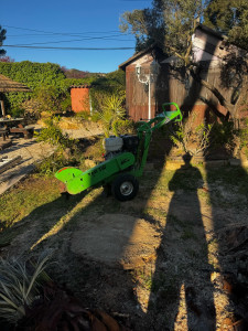 Photo de galerie - Rognage d’une souche de palmiers après son abattage lié aux charançons 