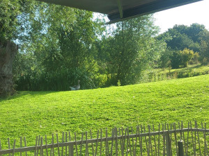 Photo de galerie - Terrain ombragé pour l’été 