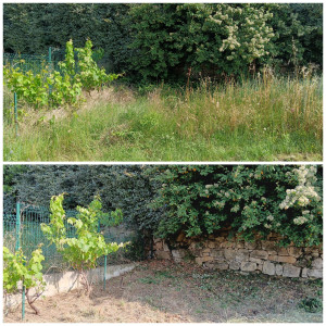 Photo de galerie - Tonte de pelouse - Débroussaillage