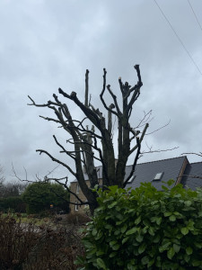 Photo de galerie - Elagage et coupe d'arbres