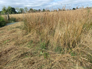 Photo de galerie - Tonte de pelouse - Débroussaillage