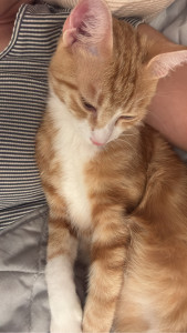 Photo de galerie - Mon petit chaton Chams 