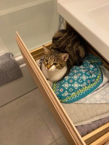 Photo de galerie - Garde chat