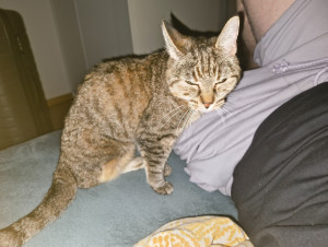 Photo de galerie - Garde d'un petit chat