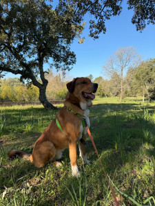 Photo de galerie - Garde chien
