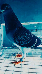 Photo de galerie - Bonjour je vous accompagne pour tous les petits travaux que vous pouvez me proposer je suis polyvalent et touche à tout