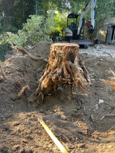 Photo de galerie - Elagage et coupe d'arbres