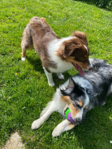 Photo de galerie - Mes deux loulous 