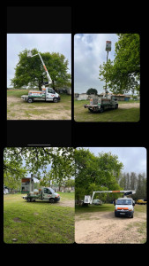 Photo de galerie - élagage chêne 