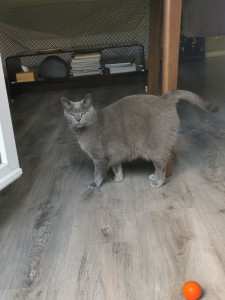 Photo de galerie - Garde chat