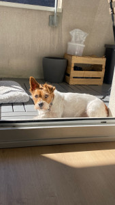 Photo de galerie - Garde chien