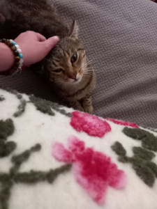 Photo de galerie - Garde chat