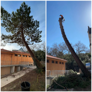 Photo de galerie - Elagage et coupe d'arbres