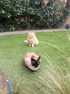 Photo de galerie - Garde chat