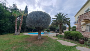 Photo de galerie - Taille d olivier en boule 
éclaircissements des palmiers 