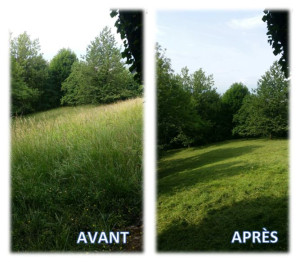 Photo de galerie - Débroussaillage de terrain à la débroussailleuse