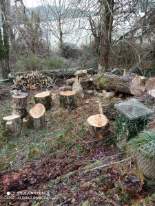 Photo de galerie - Elagage et coupe d'arbres