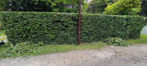 Photo de galerie - Taille de haie d'aubépine 