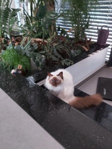 Photo de galerie - Garde d'une très jolie Sacré de Birmanie 