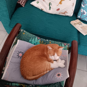 Photo de galerie - Lili pdt ma mission Nomador du 8 au 13 aout 2025 ici sur une chaise du salon