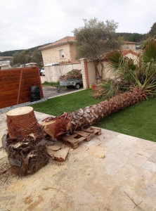 Photo de galerie - Coupé arbres ? 
