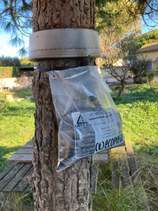 Photo de galerie - Pose de pièges contre les chenilles processionnaires 