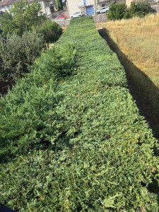 Photo de galerie - Taille d'une grosse haie de cyprès très large 
