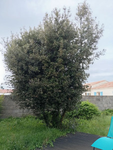 Photo de galerie - Elagage et coupe d'arbres