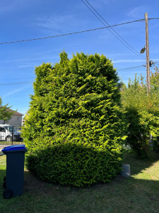 Photo de galerie - Taille d’un cyprès vu d’avant 