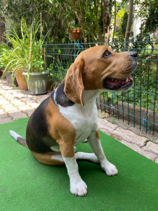 Photo de galerie - Shiwa ce beau Beagle gardé 1 semaine 
