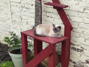 Photo de galerie - Garde chat
