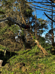 Photo de galerie - Gestion d’arbres suspendus. 