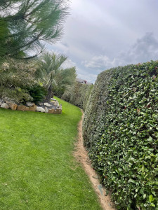 Photo de galerie - Taille de haies 