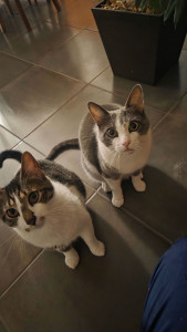 Photo de galerie - Garde chat