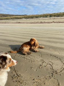 Photo de galerie - Balade à la plage lors d’un dog sitting avec un nouveau copain !