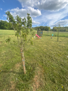 Photo de galerie - Tonte de pelouse,débroussaillage,plantation d'arbre taillage de haie.