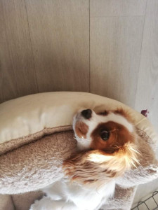 Photo de galerie - Versa. cavalier KC