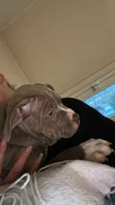 Photo de galerie - Garde animaux