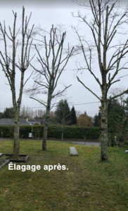 Photo de galerie - Elagage et coupe d'arbres